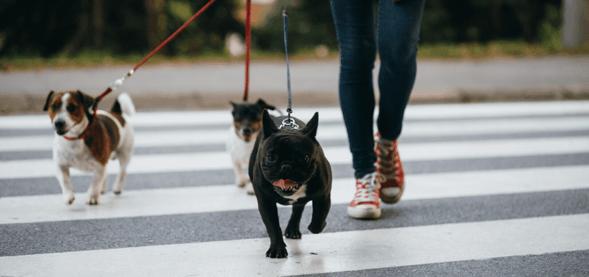One of the best jobs for college students is a dog walker.